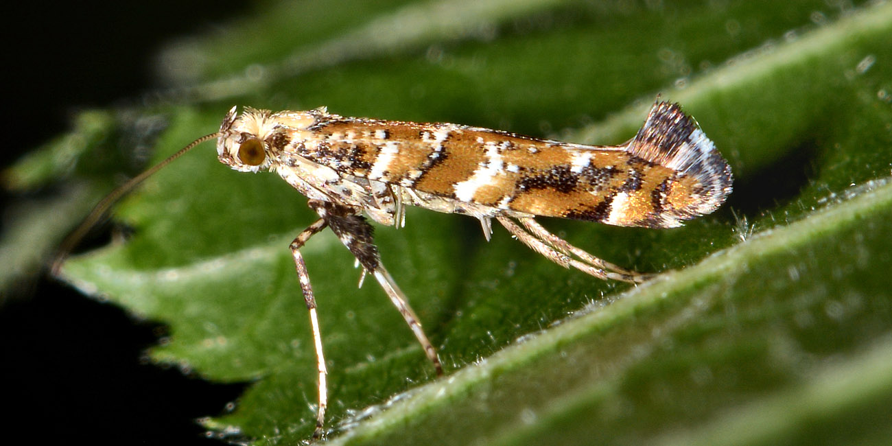 Gracillaridae: Gracillaria syringella